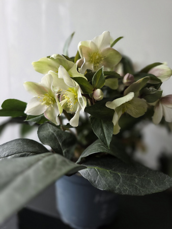 Helleborus Monte Christo