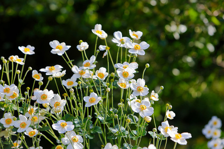 Anemone japonica ‘Honorine Jobert’ Zawilec japoński ‘Honorine Jobert’ 2L