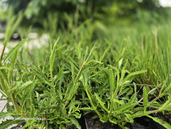 Verbena bonariensis 'Lollipop' , werbena patagońska 'Lollipop' 1,5L