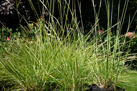 Sesleria autumnalis sesleria jesienna 1,5 L