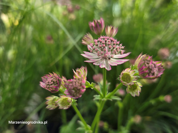 Astrantia major 'Roma', Jarzmianka większa 'Roma' 1,5 L