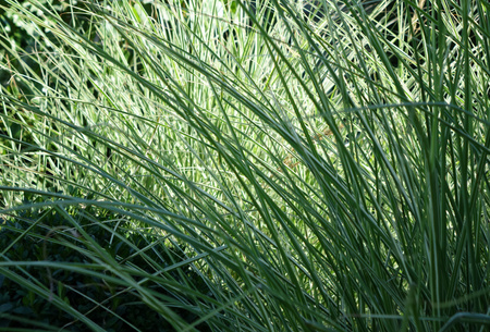 Miscanthus sinensis 'Morning Light' Miskant 'Morning Light' 1,5L