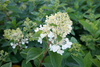 Hydrangea paniculata 'Silver Dollar' , Hortensja bukietowa 'Silver Dollar' 3L