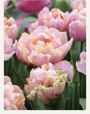 Tulipan Pink Star 10/11