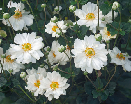 Anemone japonica ‘Whirlwind’ Zawilec japoński ‘Whirlwind’
