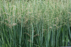 Panicum virgatum 'Northwind', Proso rózgowate 'Northwind' 2L