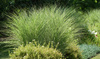 Miscanthus sinensis 'Morning Light' Miskant  'Morning Light'  1,5L