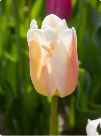 Tulipan Apricot Pride 12+