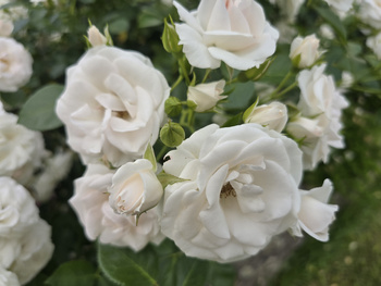 `Aspirin® Rose` TANTAU®' Róża okrywowa 'Aspirin Rose' 1,5L