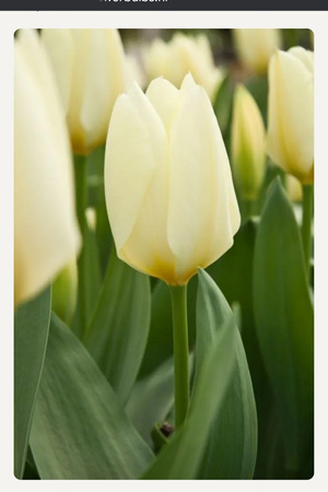 White Symphony 2