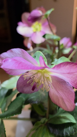 Helleborus Lulu – HGC Winter Ballet