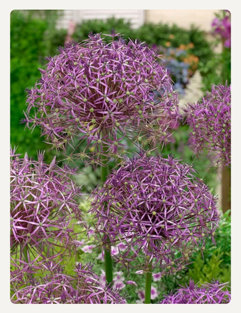 Czosnek ozdobny Christophii, Czosnek Krzysztofa 14/16