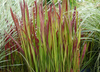 Imperata Red Baron 1,5L