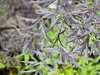 Sambucus nigra Eva 'Black Lace' , Bez czarny Eva 'Black Lace'