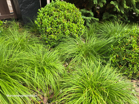 Carex montana 'Raureif' 1,2L