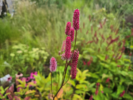 Sanguisorba officinalis 'Blackthorn' krwiściąg lekarski 'Blackthorn'