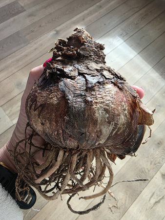 Hippeastrum Marylin 32/34