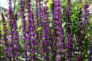 Salvia nemorosa  ‘Caradonna’, szałwia omszona  'Caradonna' 1,5 L