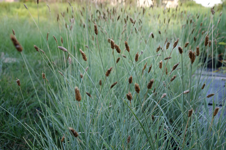 Sesleria Nitida