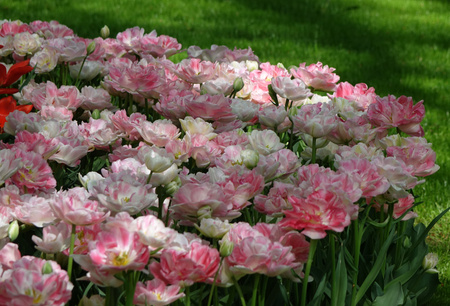 Tulipan Angelique 12+