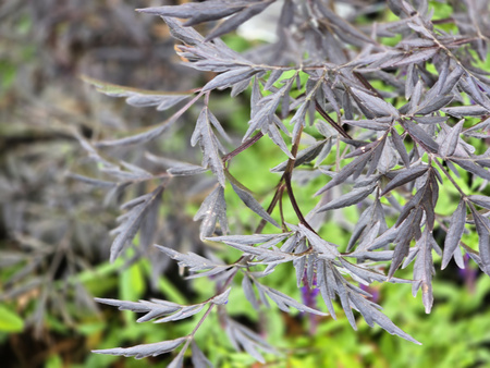 Sambucus nigra Eva 'Black Lace' , Bez czarny Eva 'Black Lace'