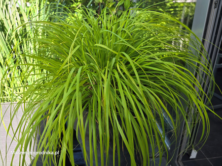 Pennisetum 'Inti' rozplenica 'Inti' 2L