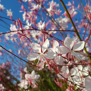 Gaura lindheimeri `Siskiyou Pink` 1L