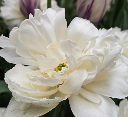 Tulipan Mount Tacoma 10/11