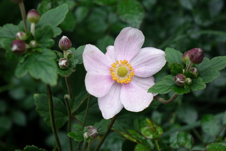 Anemone x hybrida 'Konigin Charlotte' , Zawilec japoński 'Konigin Charlotte' 2L