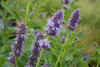 Agastache ‘Blue Fortune’ , Kłosowiec ‘Blue Fortune’ 1,5L