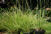 Sesleria autumnalis sesleria jesienna 1,5 L