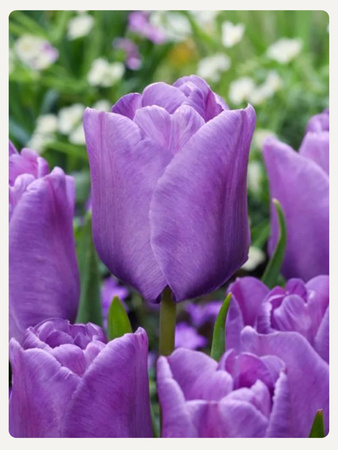 Tulipan BLEU AIMABLE 12+