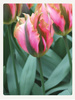 Tulipan Pink Artist 12+