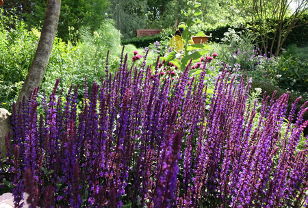 Salvia nemorosa  ‘Caradonna’, szałwia omszona  'Caradonna' 1,5 L