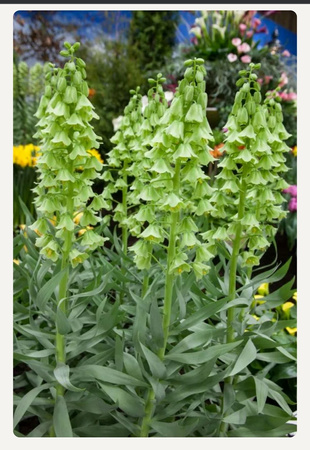Fritillaria persica alba 20+