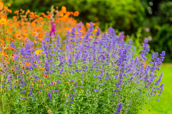 Nepeta x faassenii 'Six Hills Giant''   - Kocimiętka