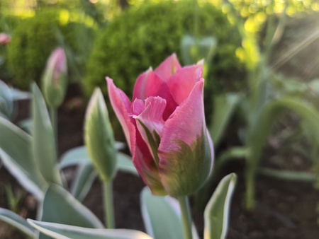 Tulipan Pink Artist 12+