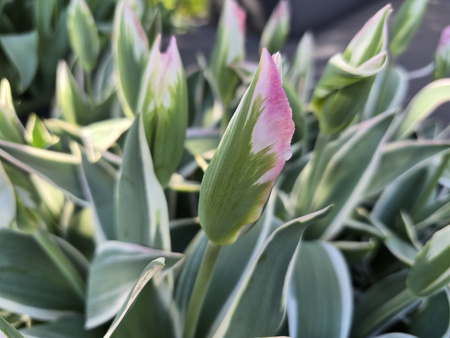 Tulipan Pink Artist 12+