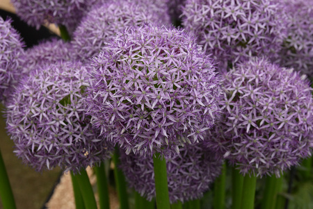 Czosnek ozdobny Globemaster 26+