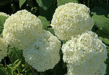 Hydrangea arborescens 'Annabelle' , hortensja drzewkowata 'Annabelle' 3L