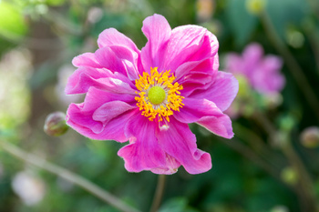 Anemone x hybrida 'Prinz Heinrich' 2L