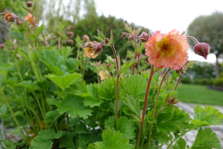 Geum 'Mai Tai', Kuklik 'Mai Tai' 1,5 L