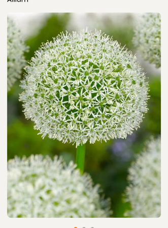 Czosnek White Giant, Allium White Giant 24+