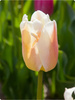 Tulipan Apricot Pride 12+