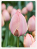 Tulipan Salmon van Eijk 12+