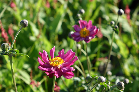 Anemone x hybrida 'Prinz Heinrich' 2L