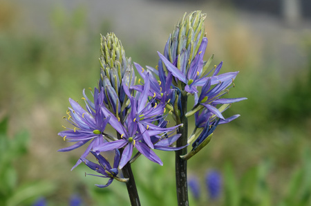 Kamasja leichtlinii niebieska, Camassia caerulea leichtlinii 24+