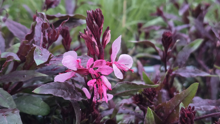 Gaura lindheimeri `Gaudi Red` . Gaura Lindheimera `Gaudi Red`