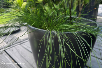 Carex Davalliana, turzyca Davalla P9