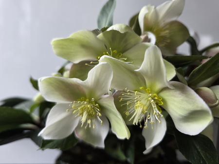 Helleborus Monte Christo